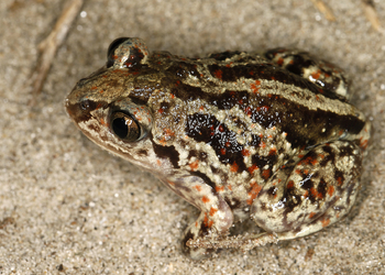 Knoblauchkröte (Pelobates fuscus) - © Gernot Kunz
